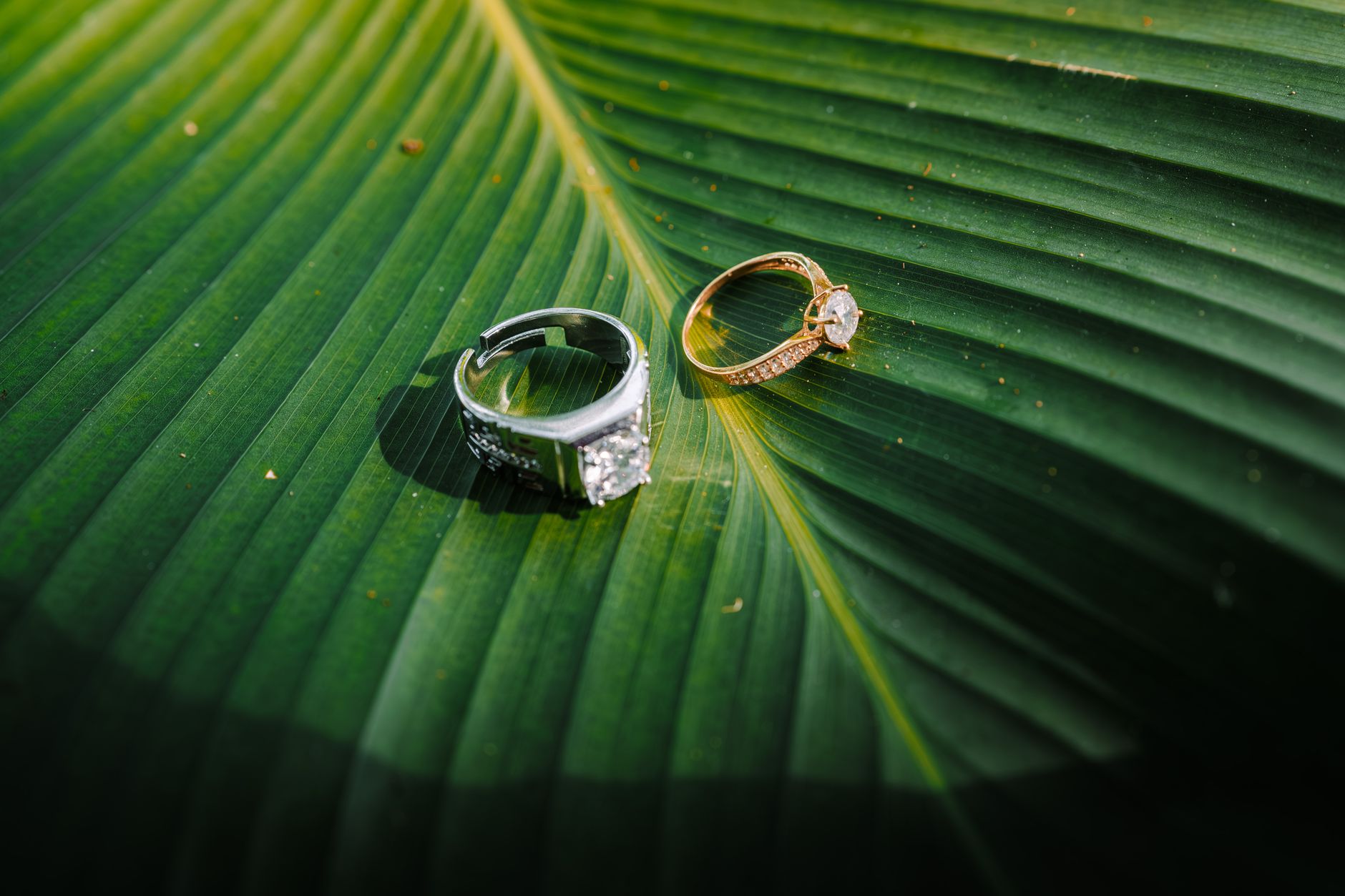 Bague de mariage posée sur une feuille verte